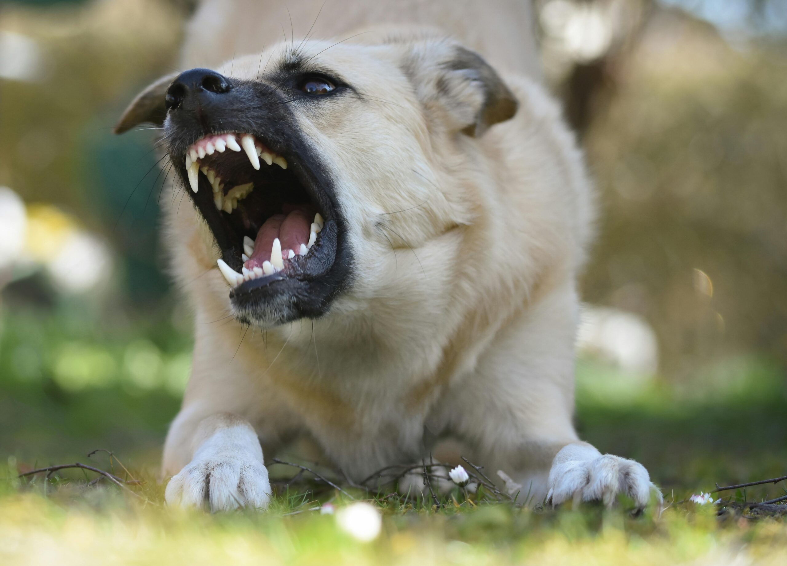 dog bits