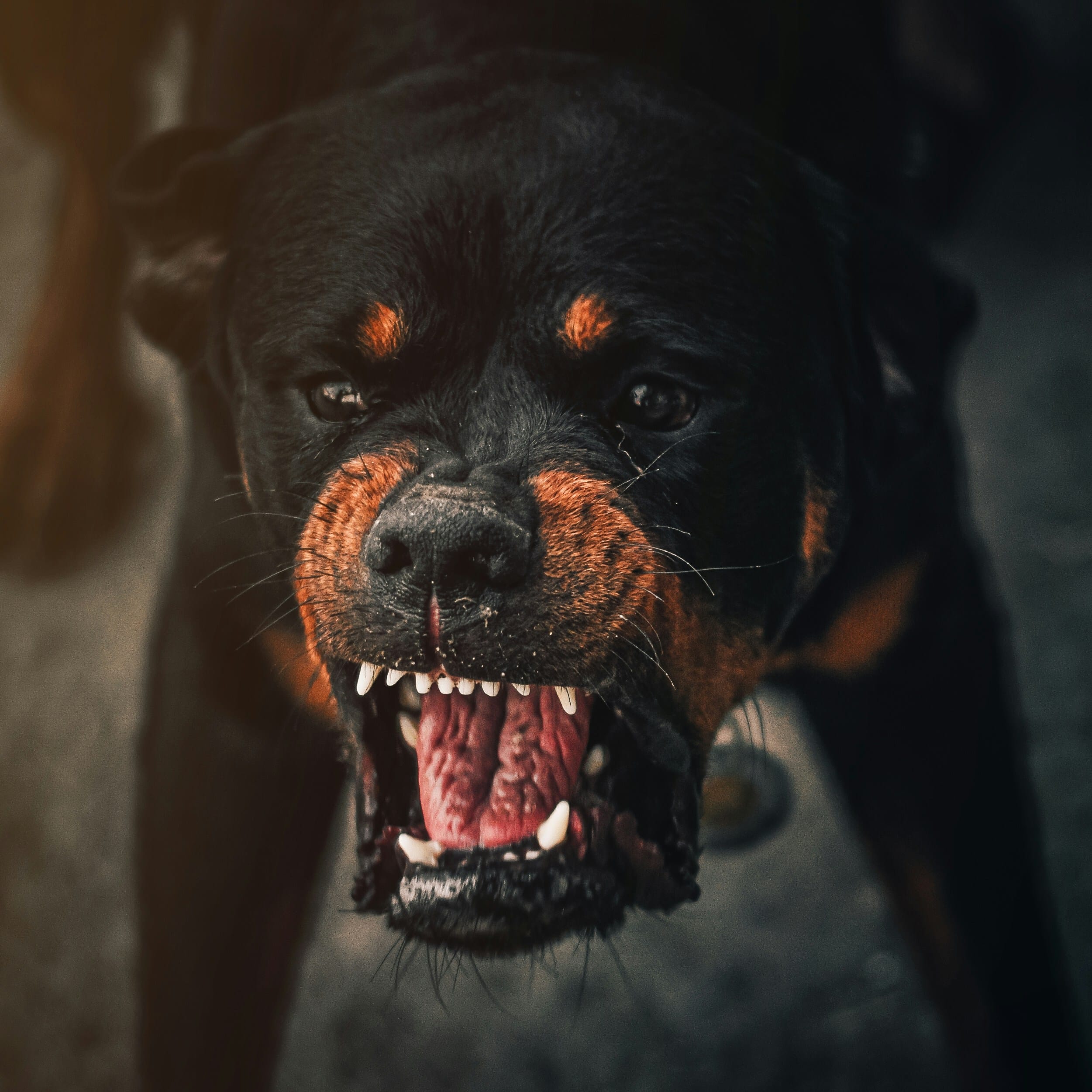Burbank dog bite lawyer pursuing California strict liability claims for animal attack victims suffering from scarring and trauma in Los Angeles County.